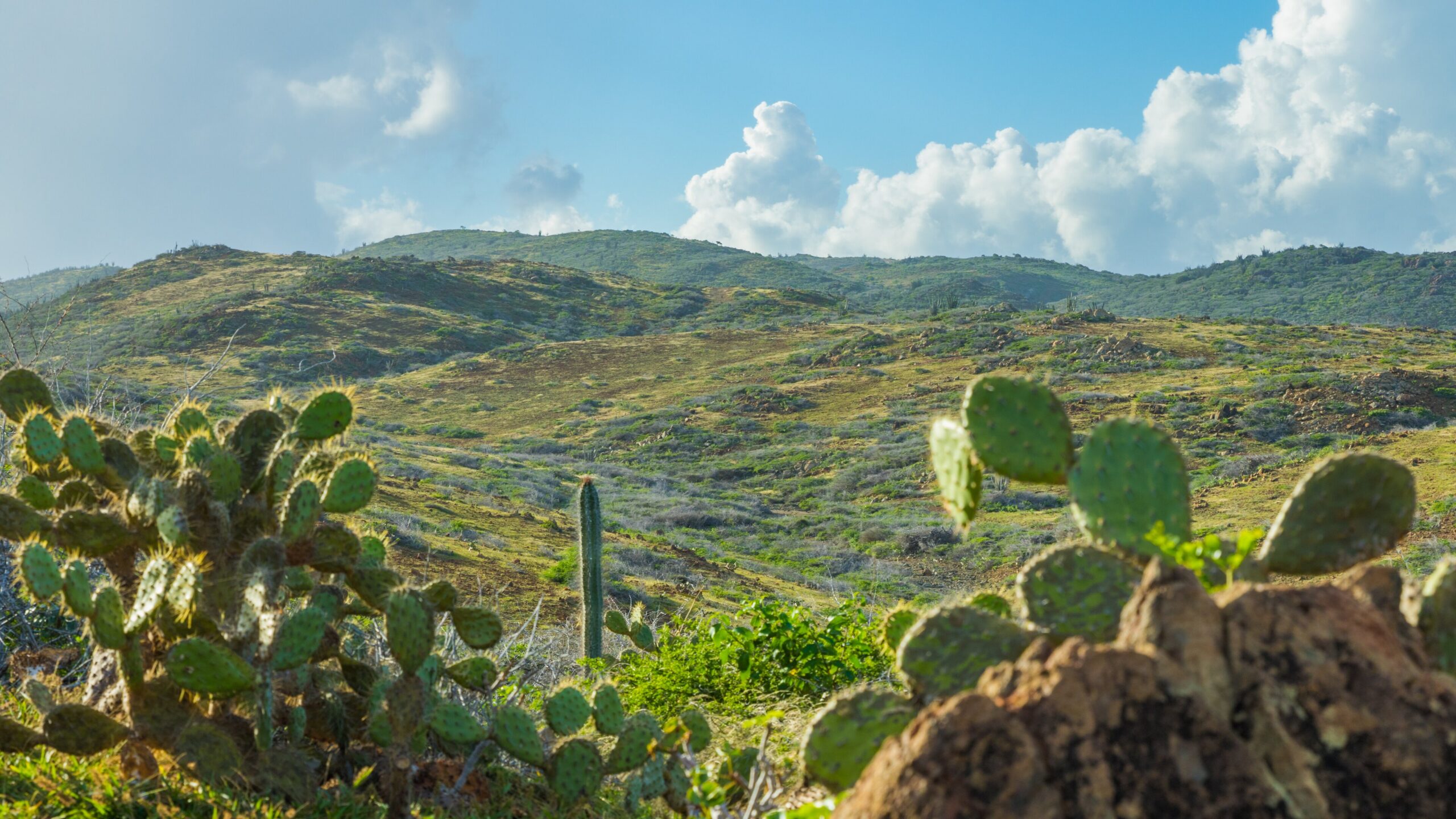 Cacti-and-Landscape-in-Arikok-National-Park