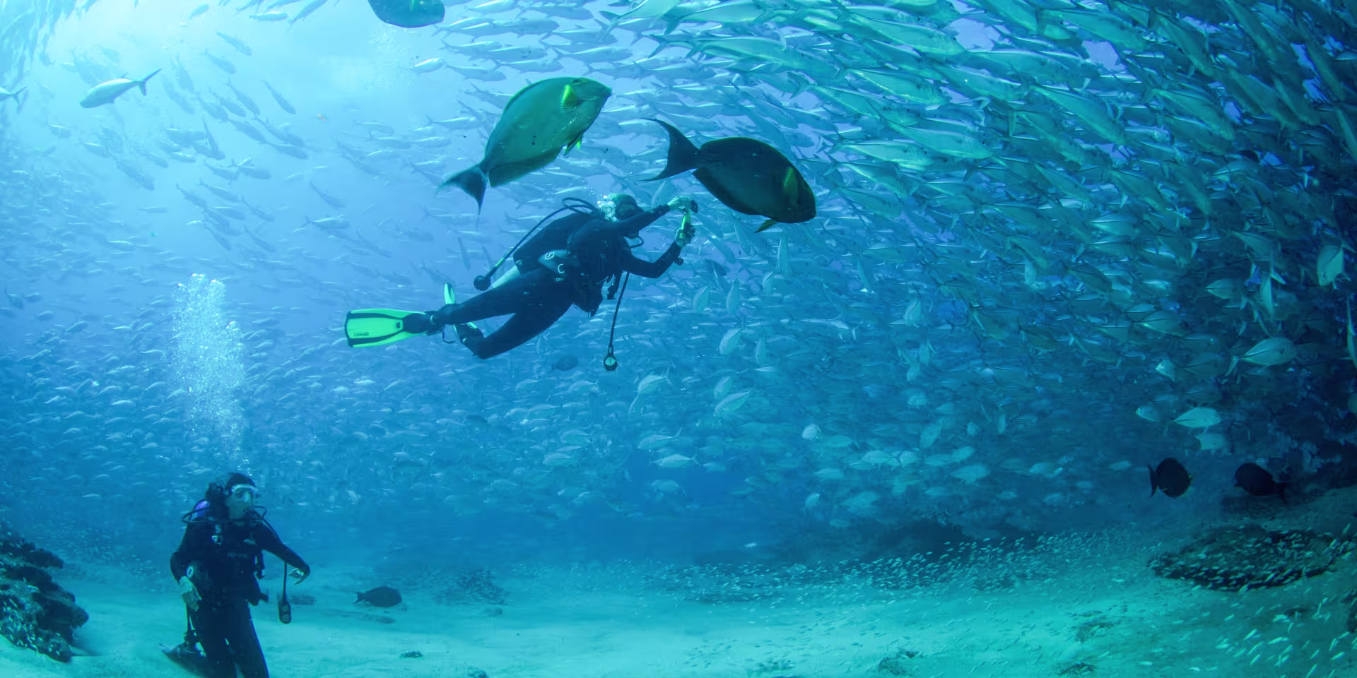 Diving_Cabo_Pulmo_7e45e8c7-e40e-4f76-b2ef-ef6ade1e8c28
