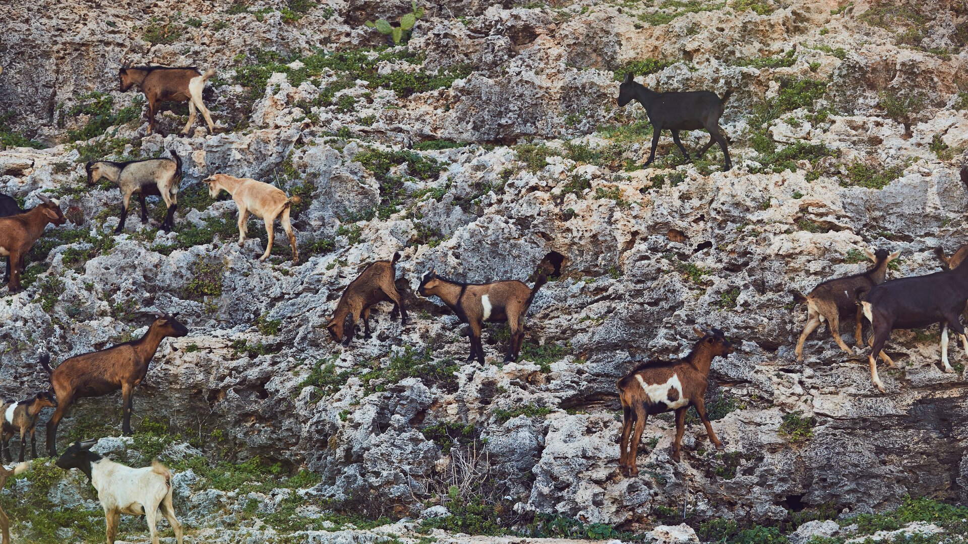 Goats-walking-on-rock-hills
